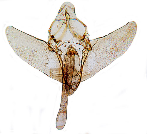 Spetsvingat mossmott Synaphe punctalis