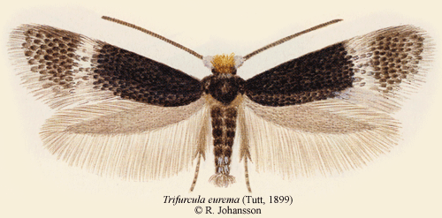 Stranddvärgmal Trifurcula eurema