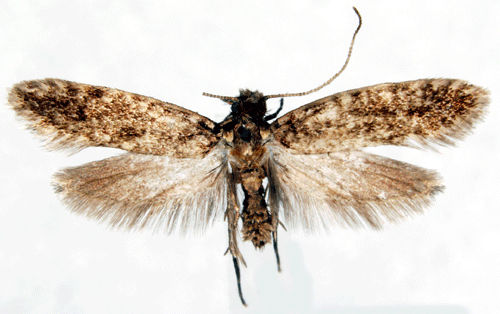 Insektsmal Haplotinea insectella
