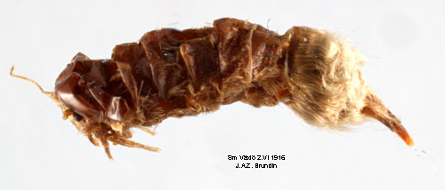 Nätrörsäckspinnare Taleporia tubulosa