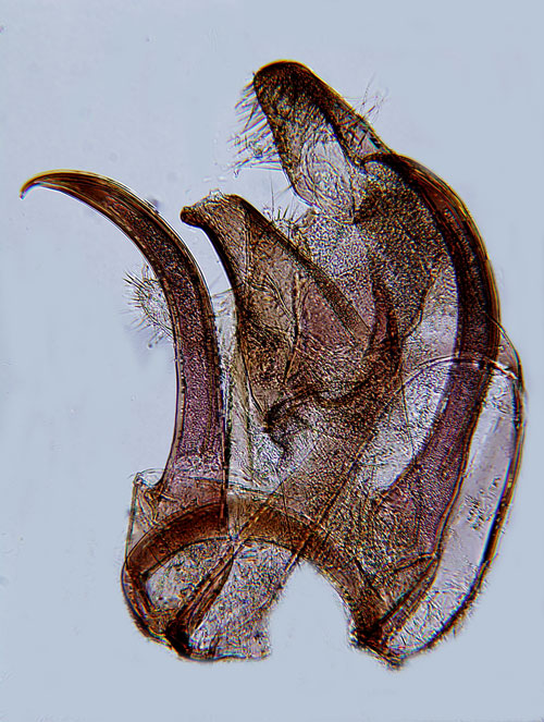 Ekbladkantmal Teleiodes luculella