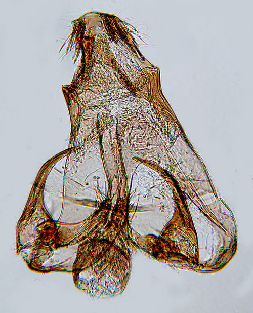 Hasselbladkantmal Teleiodes wagae