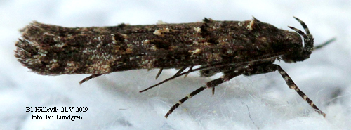 Syrabladmal Teleiopsis diffinis