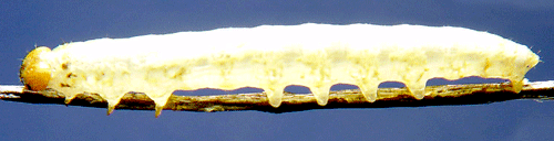 weevil larvae identification