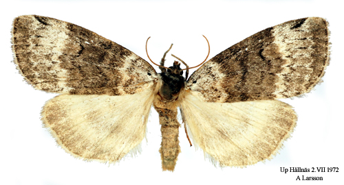 Svartgrå blekmaskspinnare Tetheella fluctuosa
