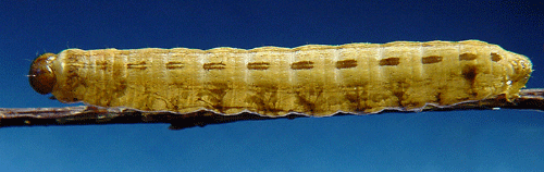 Borstfly Thalpophila matura