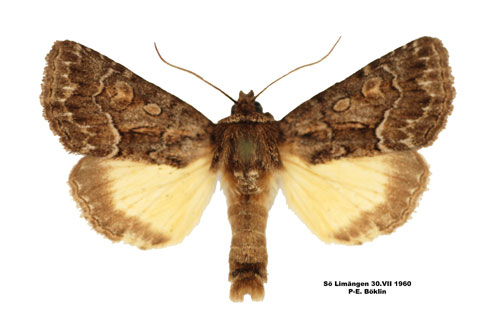 Borstfly Thalpophila matura