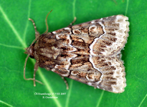 Borstfly Thalpophila matura
