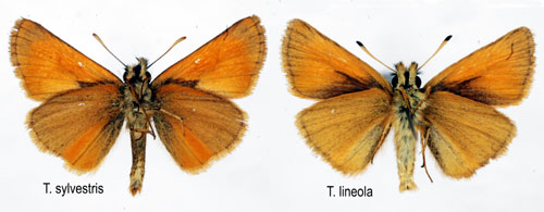 Mindre tåtelsmygare Thymelicus lineola