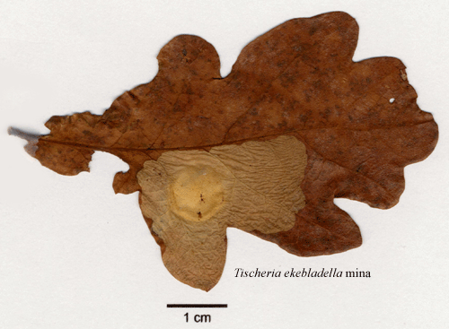 Större ekluggmal Tischeria ekebladella