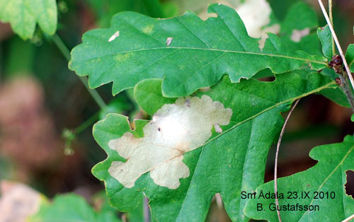 Större ekluggmal Tischeria ekebladella