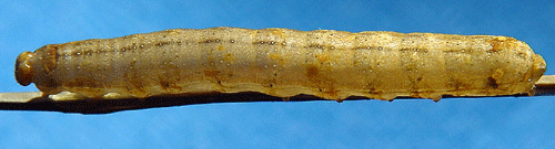 M�llfly Trachea atriplicis
