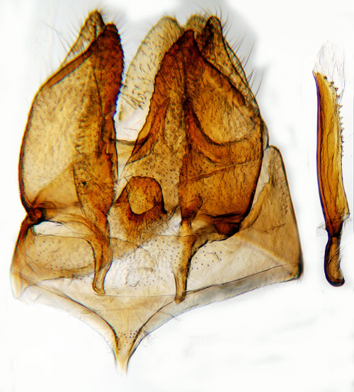 Nunnesvampmal Triaxomera fulvimitrella