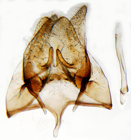 Parasitsvampmal Triaxomera parasitella