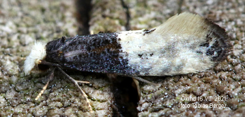 Spybollsmal Trichophaga scandinaviella