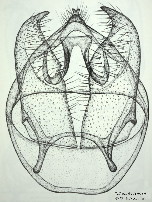 Heddvrgmal Trifurcula beirnei
