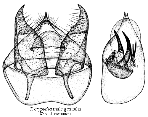 Alvardvrgmal Trifurcula cryptella