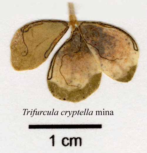 Alvardvärgmal Trifurcula cryptella