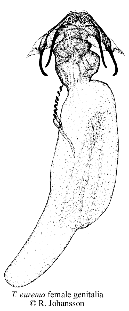 Stranddvrgmal Trifurcula eurema