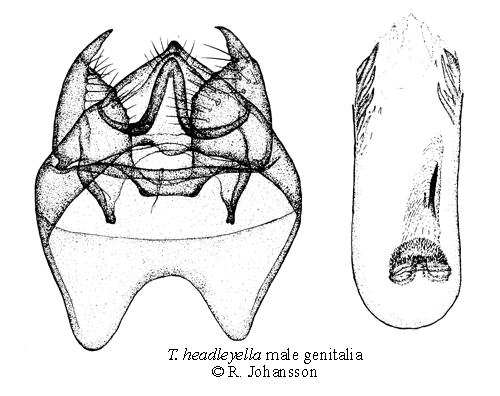 Brunrtsdvrgmal Trifurcula headleyella