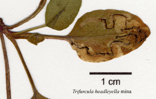 Brunörtsdvärgmal Trifurcula headleyella