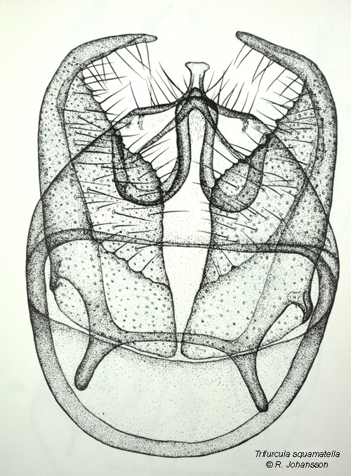 Rkdvrgmal Trifurcula squamatella