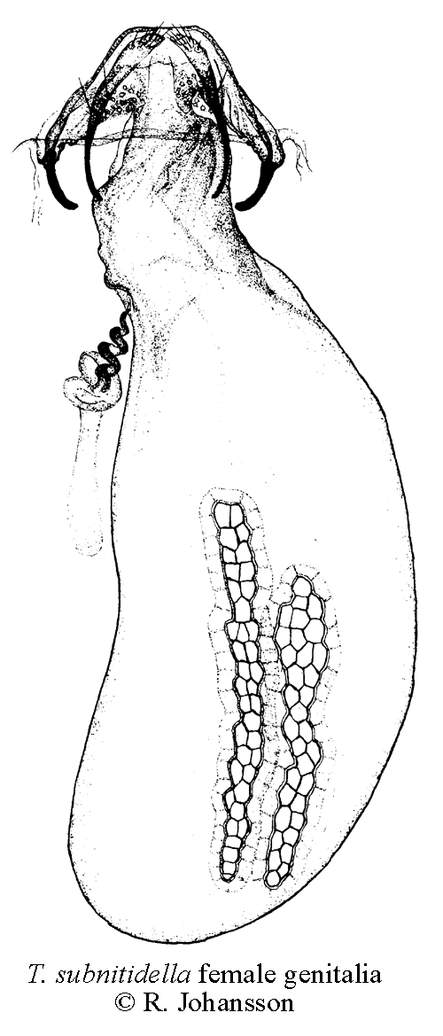 ngsdvrgmal Trifurcula subnitidella