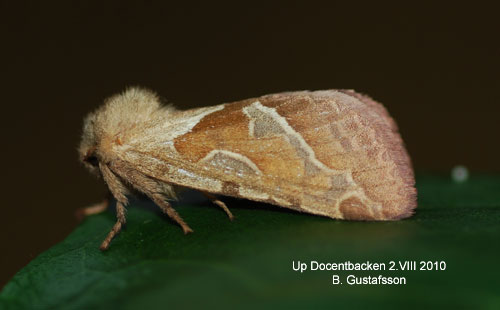 Kamspr�tad rotfj�ril Triodia sylvina