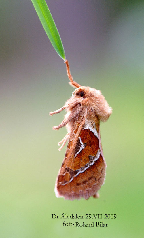 Kamspr�tad rotfj�ril Triodia sylvina