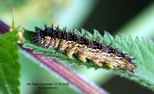 Tistelfj�ril Vanessa cardui