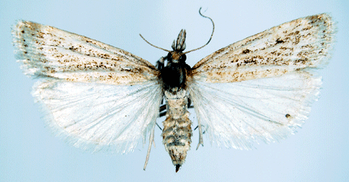 Blekt ugglemott Witlesia pallida