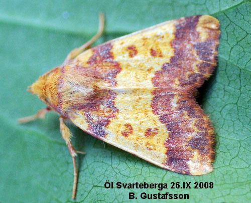 M�rkbandat gulvingfly Xanthia aurago