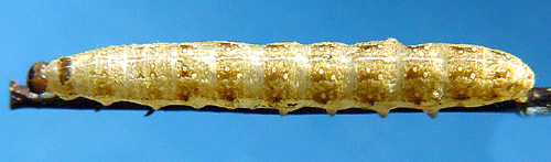 Trestreckat gulvingfly Xanthia citrago
