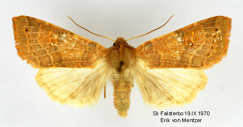 Ljusribbat gulvingssfly Xanthia ocellaris
