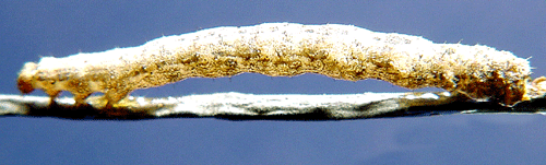 Skogsf�ltm�tare Xanthorhoe annotinata
