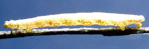 Violettbandad f�ltm�tare Xanthorhoe decoloraria