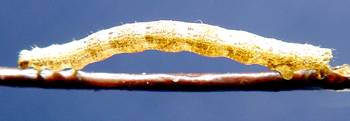 Rostr�d f�ltm�tare Xanthorhoe ferrugata