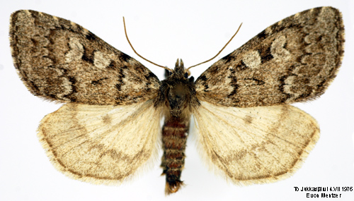 Hgnordiskt skogsfly Xestia laetabilis