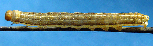 Mindre mantelfly Xylena vetusta