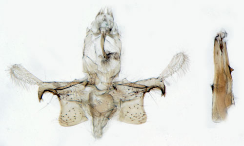 Backvickermal Xystophora carchariella