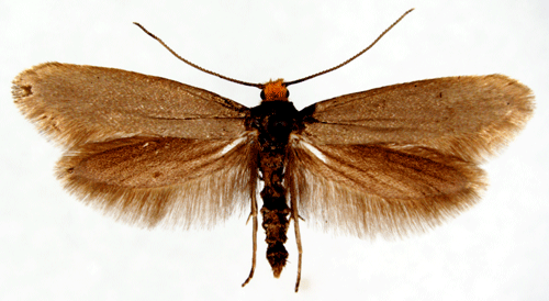 Blyspinnmal Euhyponomeuta stannellus