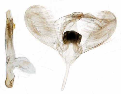 Apelhstmal Ypsolopha asperella