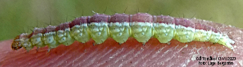 Nbbtrymal Ypsolopha dentella