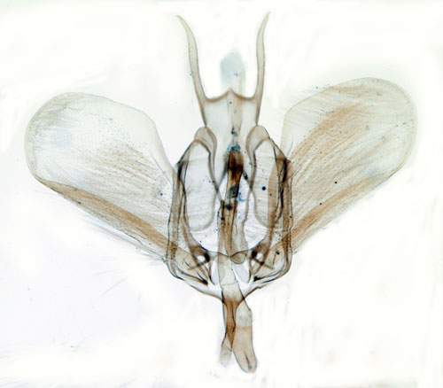 Falktrymal Ypsolopha falcella