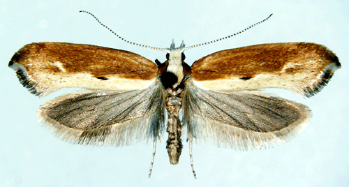 Falktrymal Ypsolopha falcella