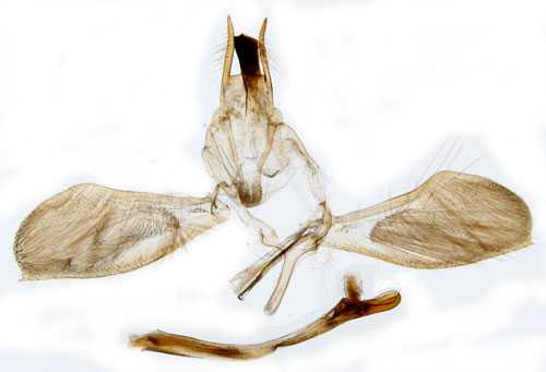 Benvedhstmal Ypsolopha mucronella