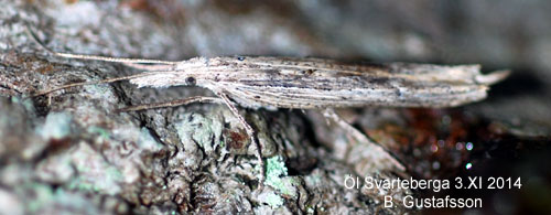 Benvedshöstmal Ypsolopha mucronella