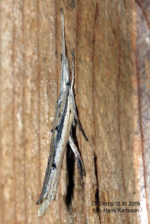 Benvedshöstmal Ypsolopha mucronella