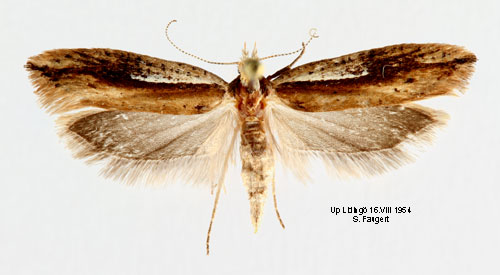 Vitstreckad höstmal Ypsolopha parenthesella