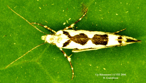 L�nnh�stmal Ypsolopha sequella